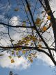  Leaves of a maple and sunlight 