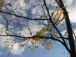  Leaves of a maple and sunlight 