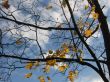 Leaves of a maple and sunlight 