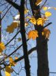  Leaves of a maple and sunlight 