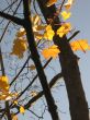  Leaves of a maple and sunlight 