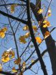 Leaves of a maple and sunlight 