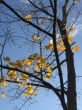  Leaves of a maple and sunlight 