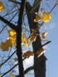  Leaves of a maple and sunlight 