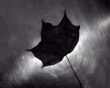 Maple leaf, lying on the metal. Night