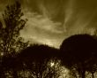 Silhouettes of trees. Evening