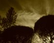 Silhouettes of trees. Evening