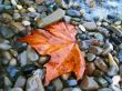 Fallen red leaf on the shore