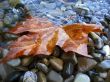 Fallen red leaf on the shore