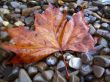 Fallen red leaf on the shore