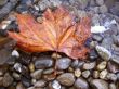 Fallen red leaf on the shore