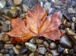 Fallen red leaf on the shore
