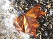 Fallen red leaf on the shore