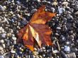 Fallen red leaf on the shore