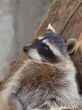 Raccoon in a zoo close-up 