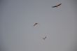 Flight of birds