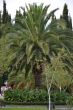 Green palm