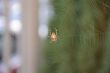 Spider Web