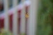 Spider Web