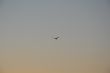 Flight of birds