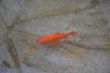 Goldfish