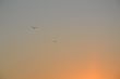 Flight of birds