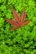 Leaf on clover