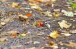 chestnuts on the ground