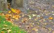 chestnuts on the ground