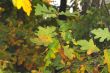 autumn leaves