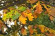 autumn leaves