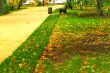 lawn in the park in autumn