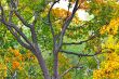 autumn leaves
