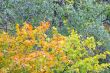 autumn leaves