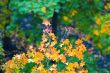 autumn leaves