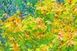 autumn leaves