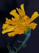 Tagetes flower. 