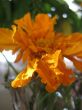 Tagetes flower. 