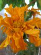 Tagetes flower. 