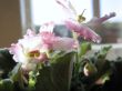 Saintpaulia flowers