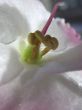 Saintpaulia flower