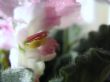 Saintpaulia flower