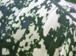 Dieffenbachia