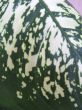 Dieffenbachia