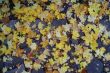 Image of Orange leaves of Autumn