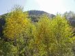 Yellow birch tree and autumn caucasus landscape