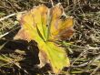 Old fallen leaf on the ground and new grass