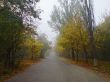 Misty road and the trees