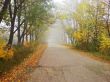 Misty road and the trees