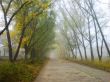 Misty road and the trees